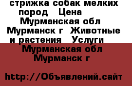 стрижка собак мелких пород › Цена ­ 500 - Мурманская обл., Мурманск г. Животные и растения » Услуги   . Мурманская обл.,Мурманск г.